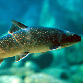 Image of a fish swimming in the water.