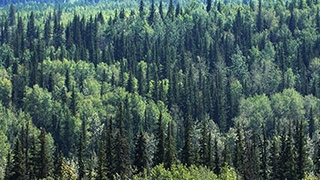 Image of flowing fields of trees.