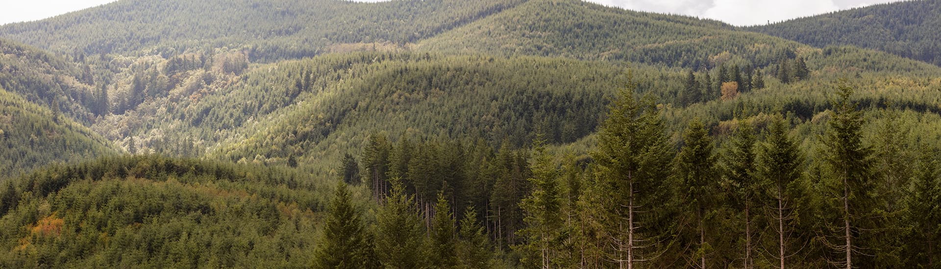 How We Do It Weyerhaeuser