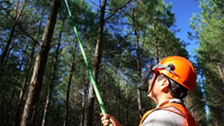 Forester thinning and pruning trees