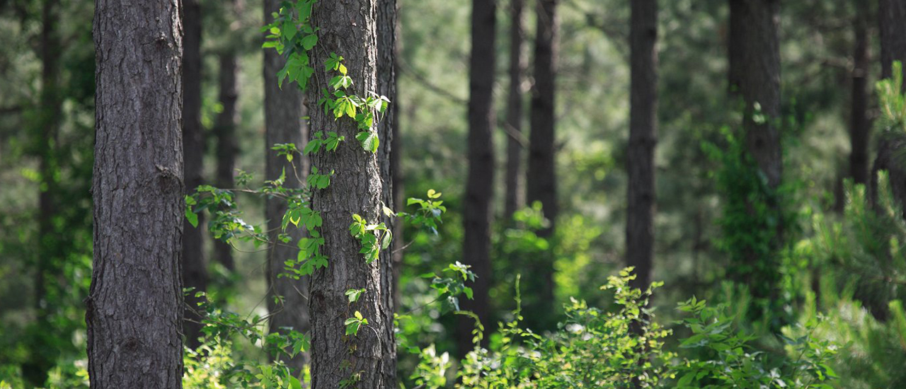 Real Estate Weyerhaeuser