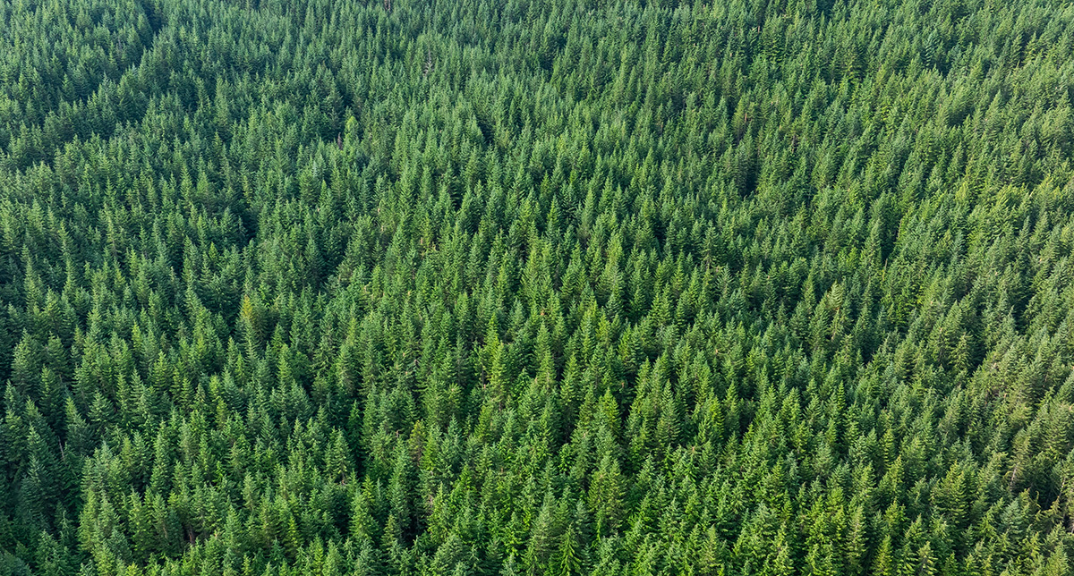 Arial image of a lush forest.