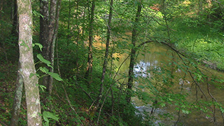 Link to Mitigation Banking page, with image of a stream running through a forest.