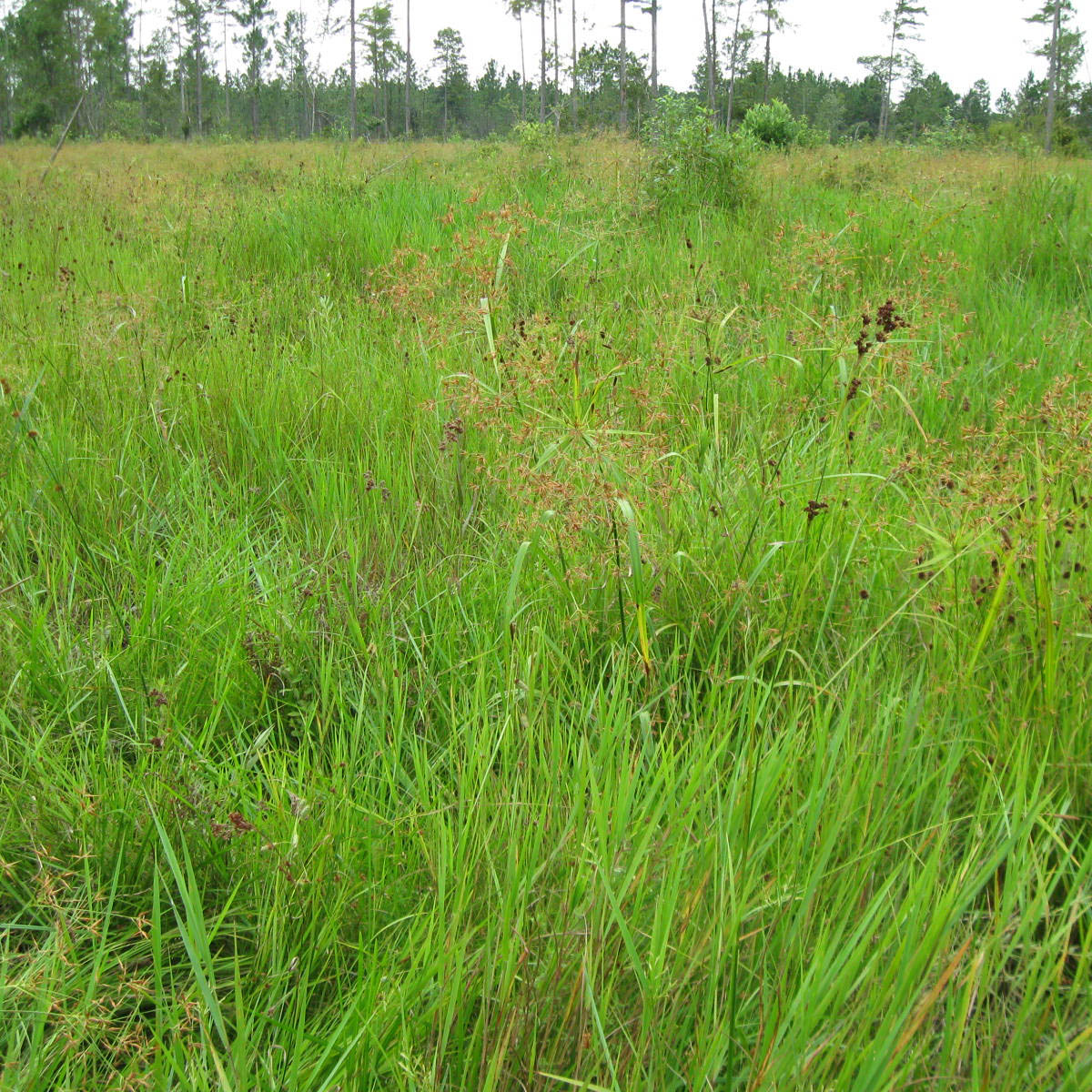 Image of the Gun Swamp mitigation bank in Louisiana.