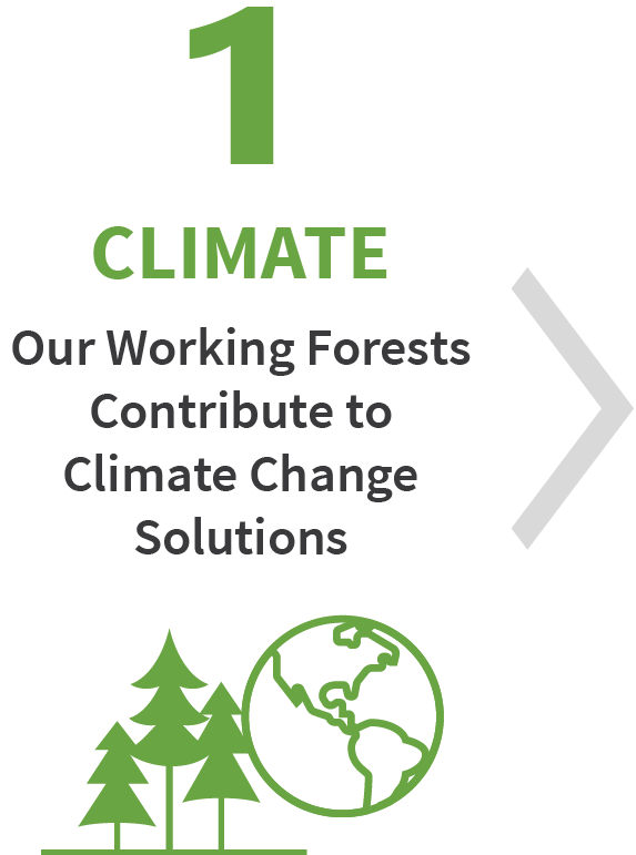 气候：我们的工作森林有助于解决气候变化问题