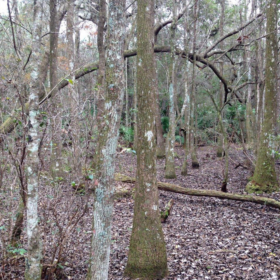 Image of the Denton Bottoms mitigation bank in Louisiana.