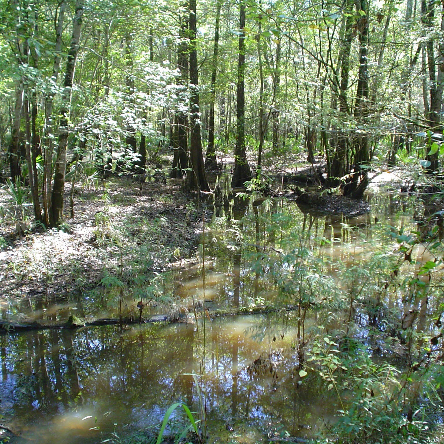 Image of the Broxton Rocks mitigation bank in Georgia.