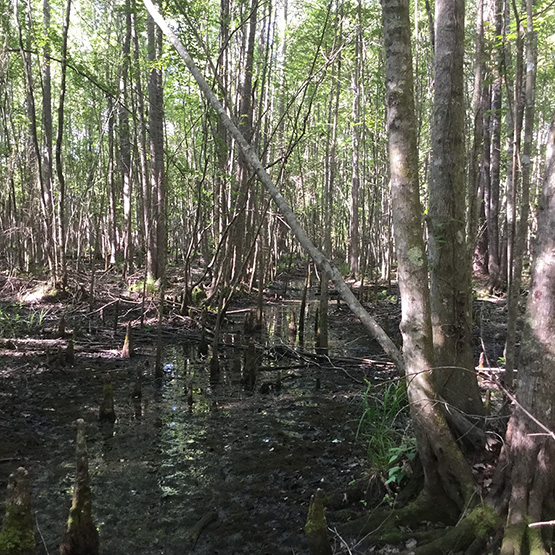Image of the Great Swamp mitigation bank in South Carolina.