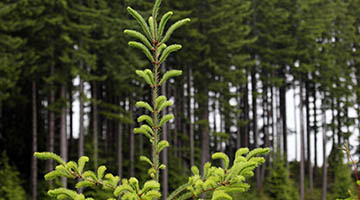 Trees in the Western United States