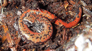 Oregon slender salamander