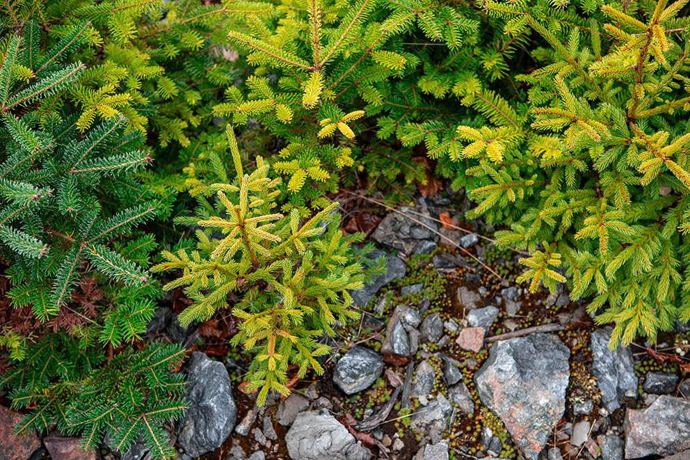 Climate-forward Management