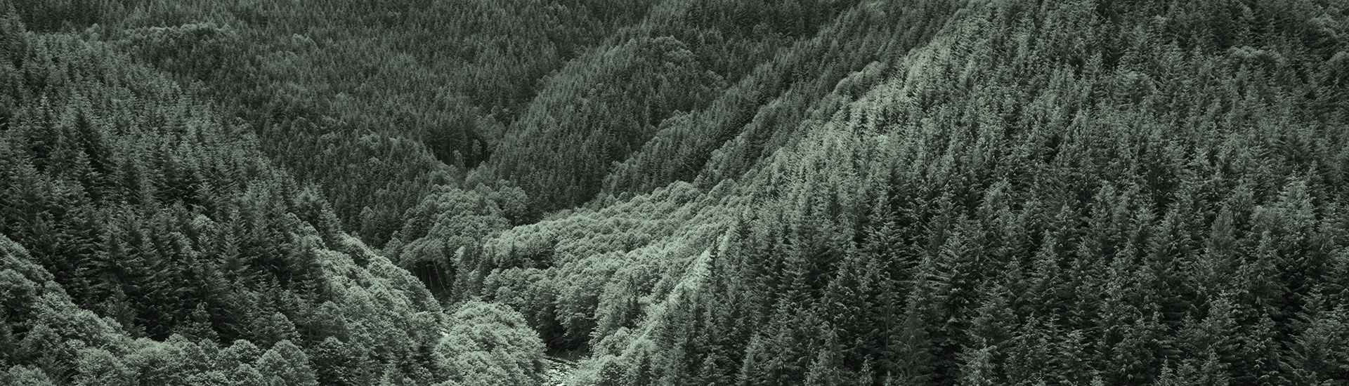 History Weyerhaeuser