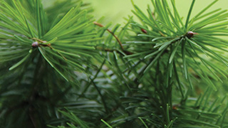 Image of pine tree, closeup