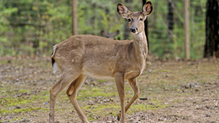 White-tailed deer