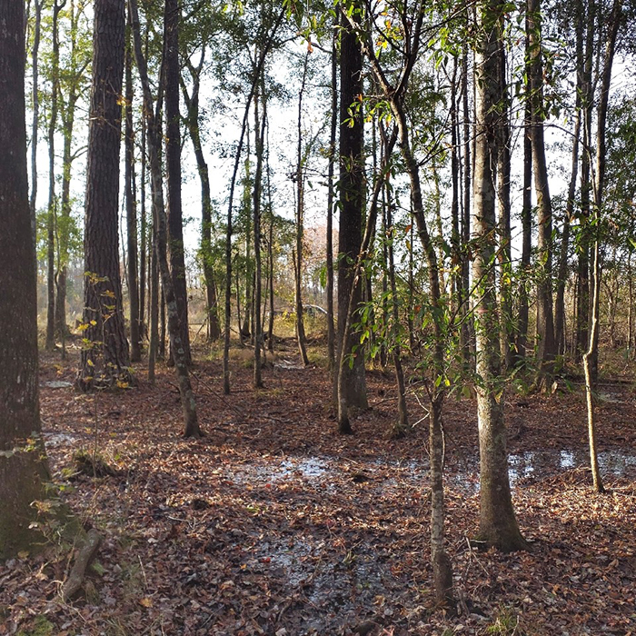 Image of the Chicora mitigation bank in South Carolina.