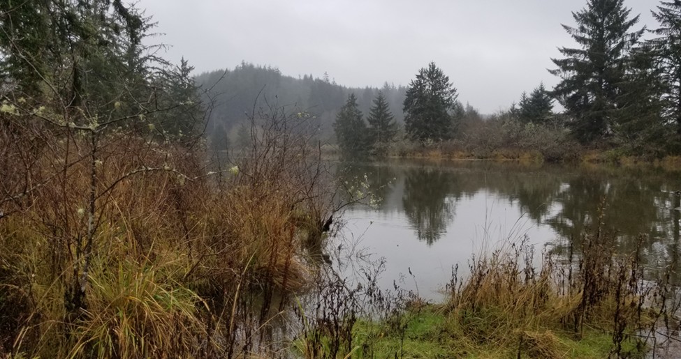 Image of the Elliot Slough bank in Washington.