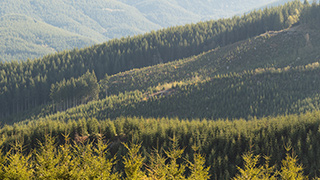 Image of mountains covered in growing trees.