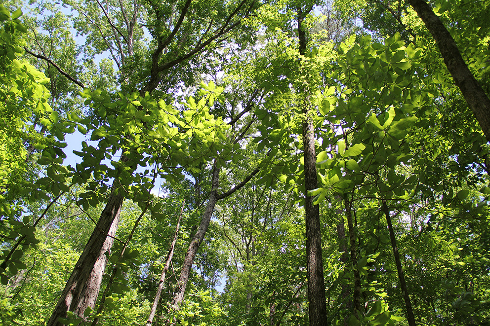 Stewardship that Endures