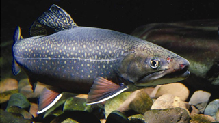 Brook trout