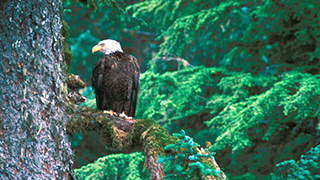 Forest habitat with an eagle near a tree.