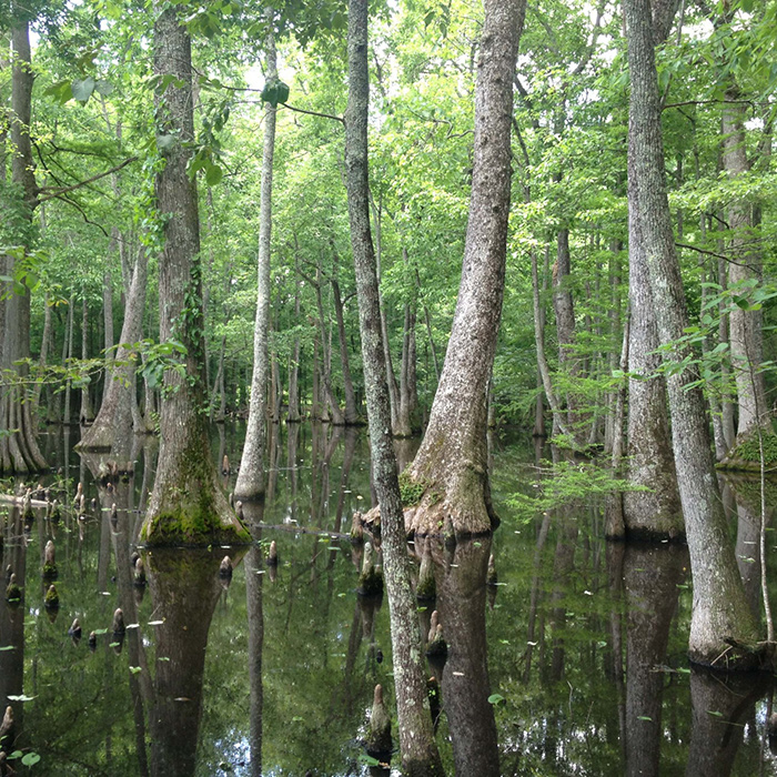 Image of the Griffins Creek mitigation bank in South Carolina.