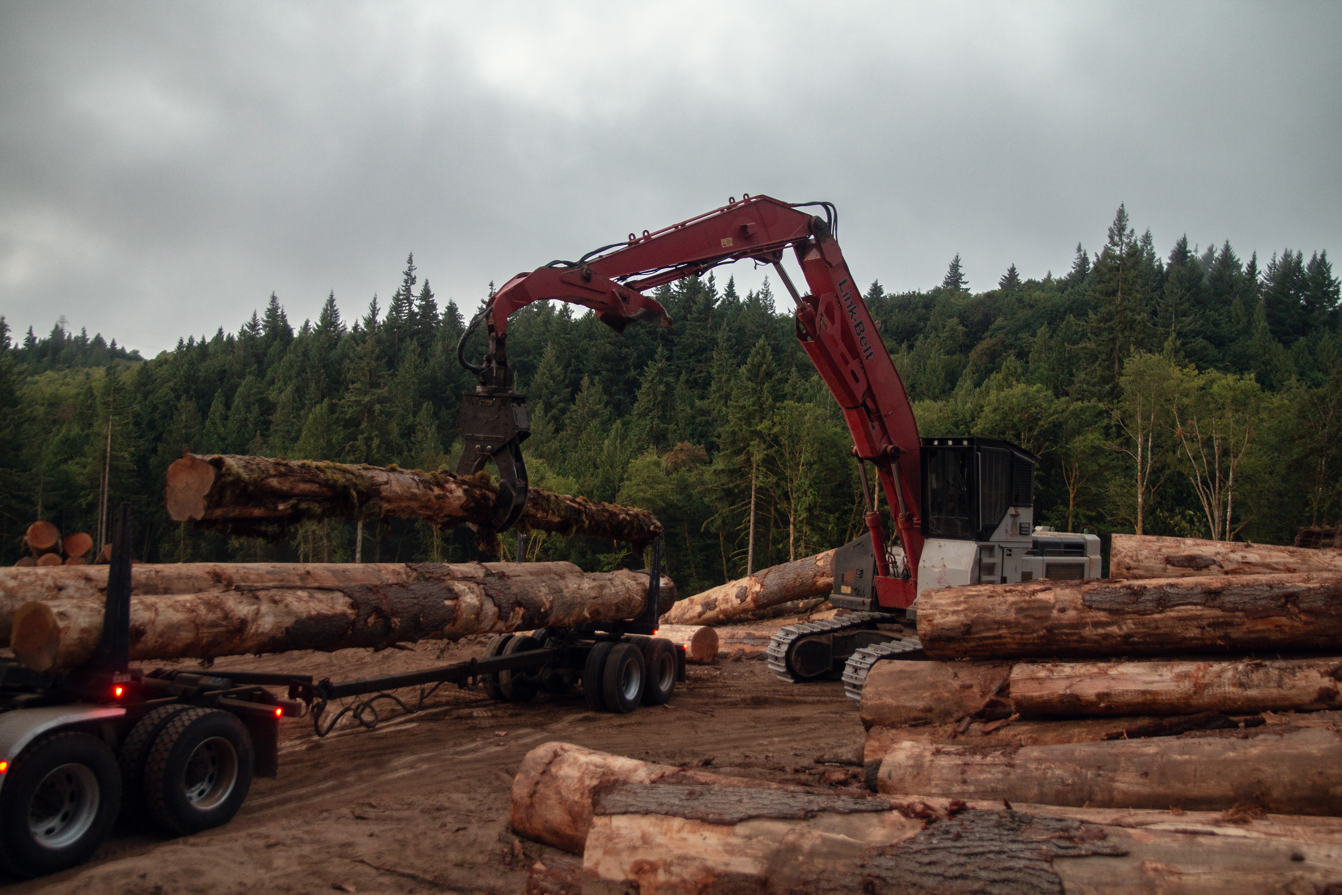Image of logs being placed on a truck to be transported to the Portland Zoo.