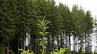 A sustainable forest with new growth in the foreground