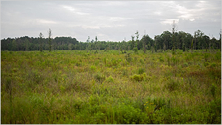 Mitigation Bank