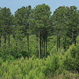 Timberlands in Oklahoma