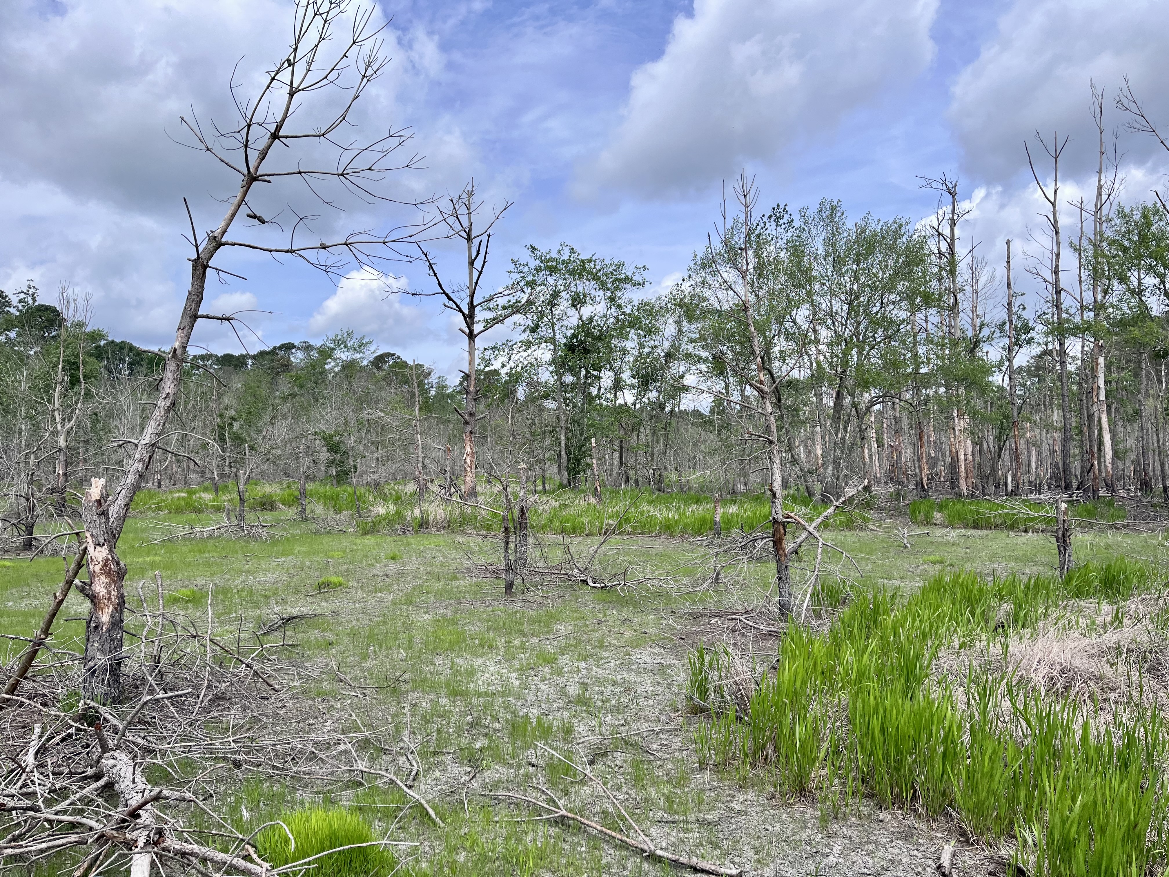 Image of a small depression pond included in the 1,600 acres we added to the N.C. Natural Heritage Regisry in March.