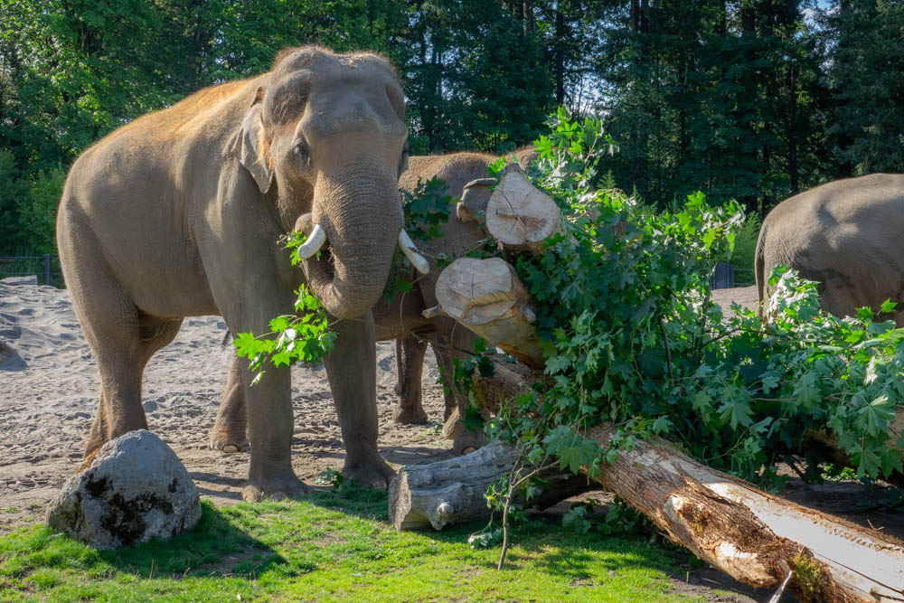 Image of elephants playing with a eating leaves from donated logs.