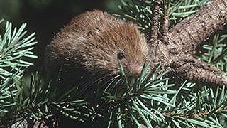 Red tree vole