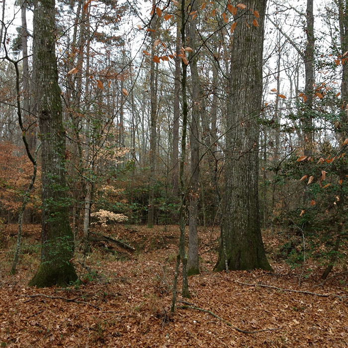 Image of the Great Bear mitigation bank in Arkansas.