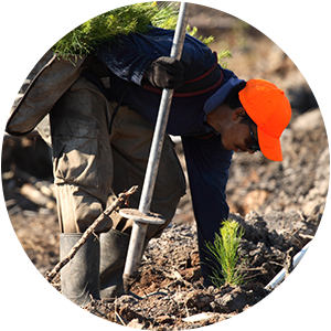 Our story-plant seedlings.png