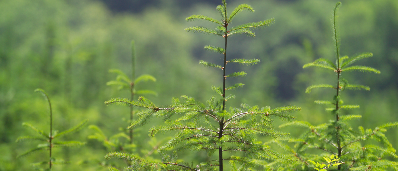 Contact Us and Locations Weyerhaeuser