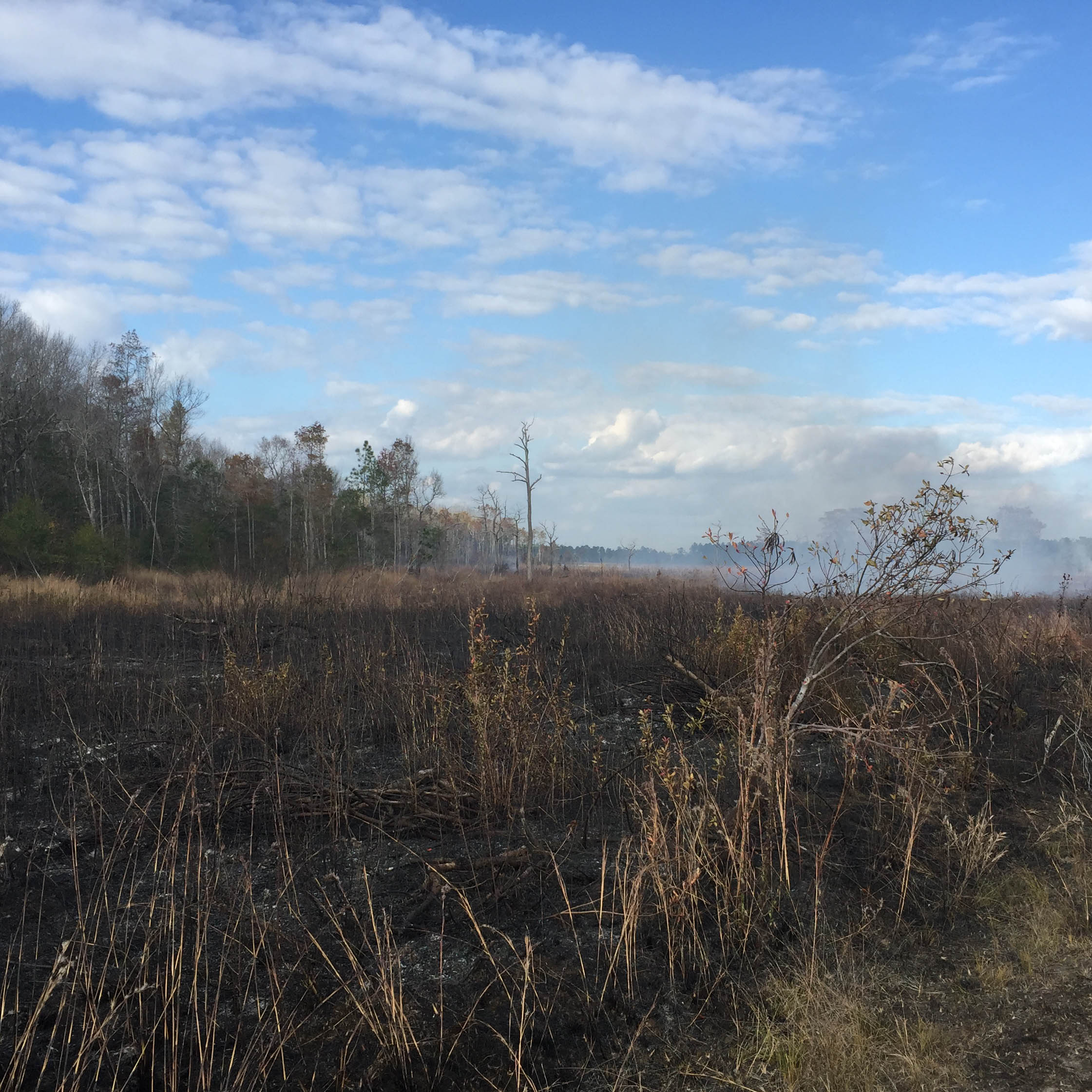 Image of the Turkey Creek mitigation bank located in Mississippi.