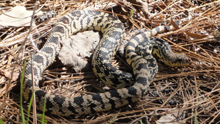 Louisiana pinesnake