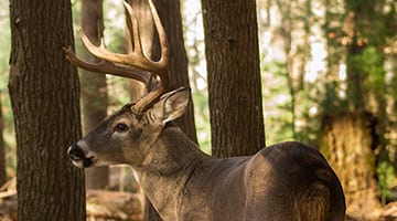 Image of a male deer in the woods.