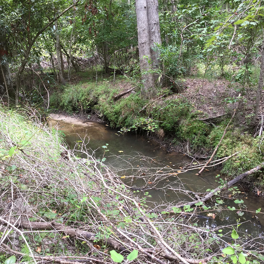 Image of the Crow Bay mitigation bank in South Carolina.