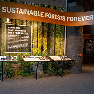 Forest Learning Center Exhibit 