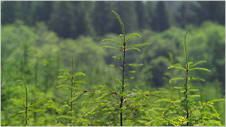 Oregon tree seedlings