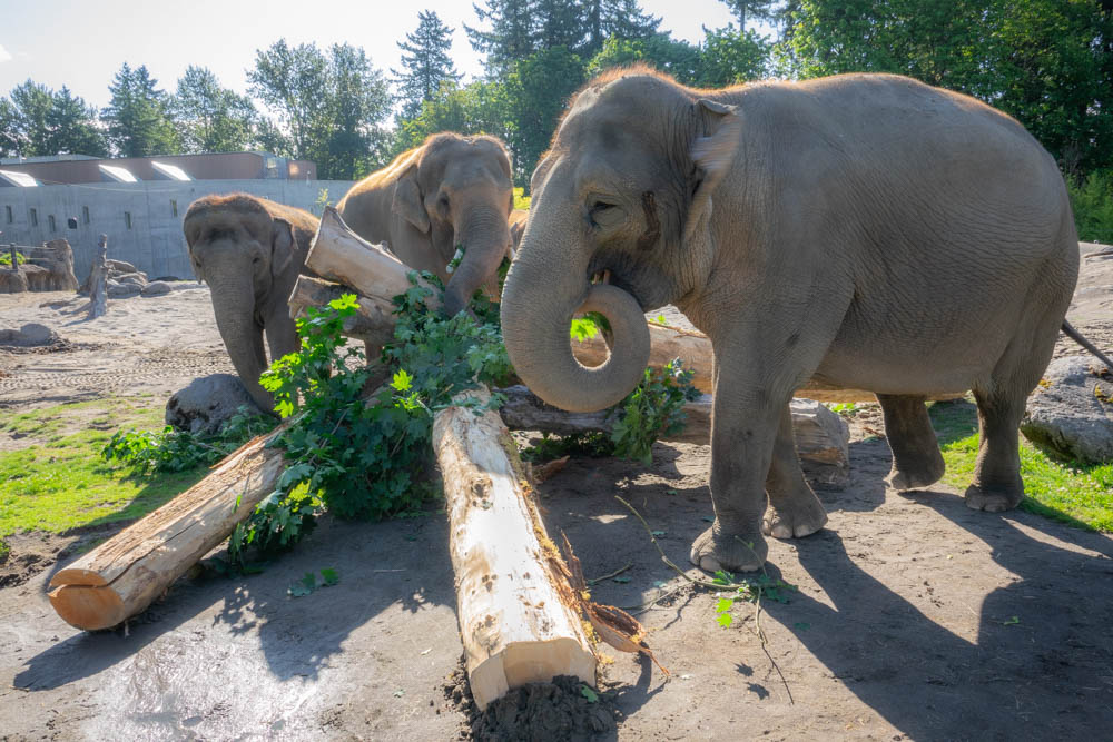 Image of elephants playing and enjoying the donated logs.