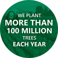 Graphic with white text on a green background that says "We plant more than 100 million trees each year"