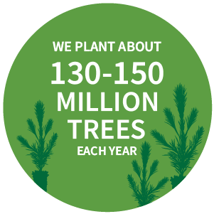 We plant about 130-150 million trees each year