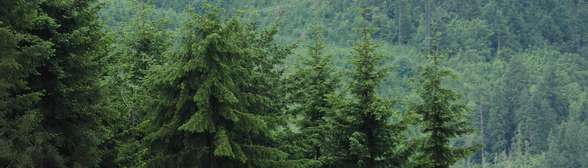 Sustainable Forestry, a Continuous Cycle Weyerhaeuser
