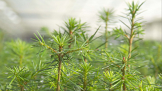 Tree seedlings