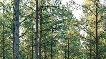 Trees in Weyerhaeuser timberlands