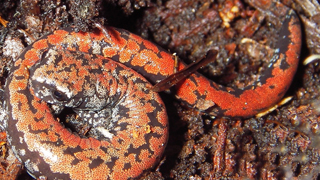 Oregon slender salamander