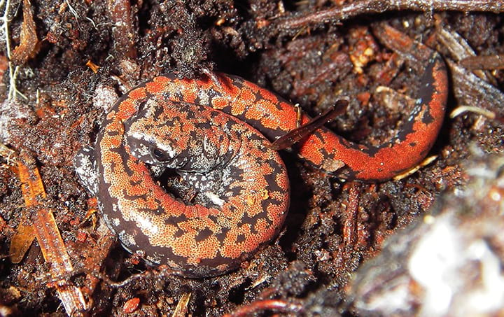 Photo of Oregon Slender Salamander