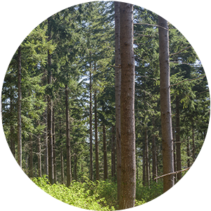 Our story-manage trees.png